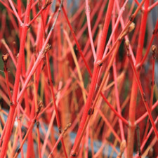 Cornus alba Sibirica 'Red