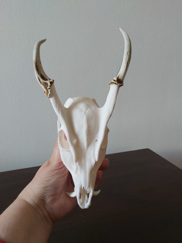 Muntjac buck deer skull - deer,