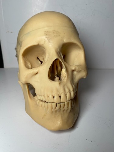 Full size human medical - full,