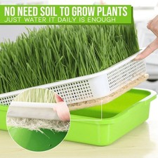 Soil-Plastic Wheatgrass Mung