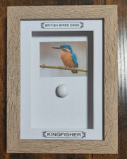 Framed British Birds Eggs