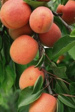 Suttons Dwarf Apricot Tree UK