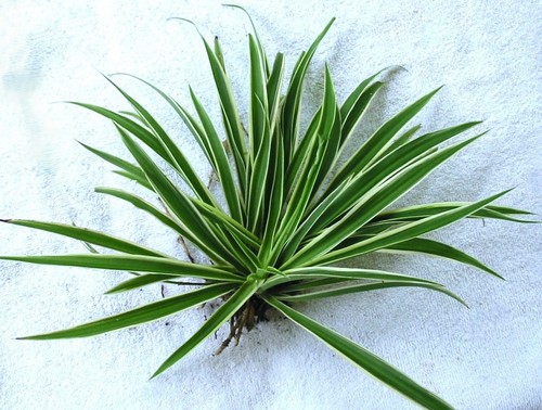 Spider plant fresh live - -,