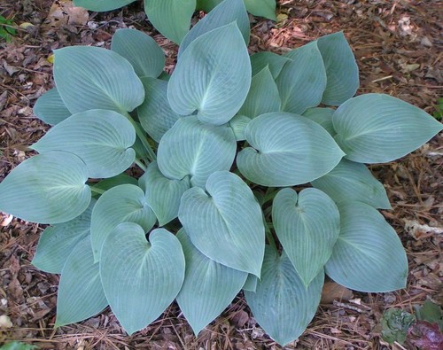 Hosta halcyon plant 17cm - halcyon, a