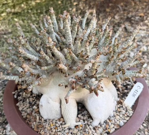 Rare plant cacti adenium - rare,