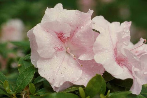 Japanese azalea nancy robin - japanese,