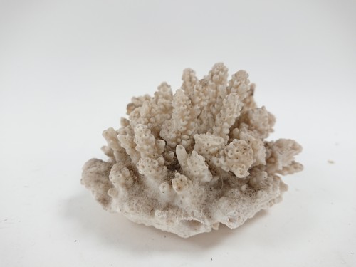 Natural white coral specimen - white,