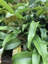 Pyrrosia lingua Climbing Fern