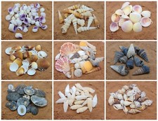 Natural Beach Shells - Home Decor  Seashells Wedding Display Craft Aquarium Sea 