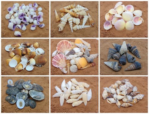 Natural beach shells home - natural,