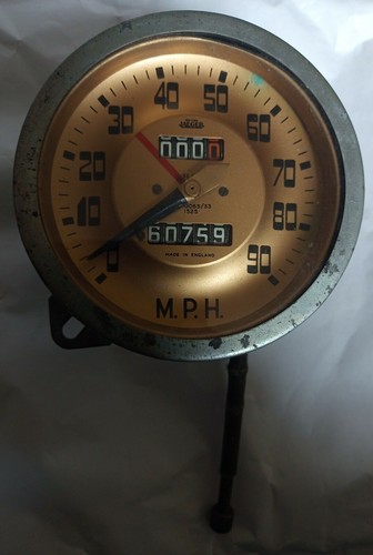 Riley gold faced jaeger - riley,