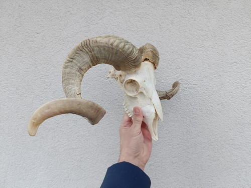 Taxidermy ram sheep - taxidermy,