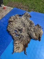 Raw Unwashed Rare Sheep Fleece