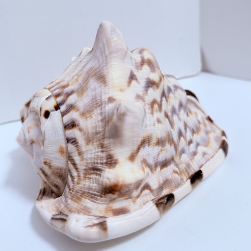 Large natural seashell horned - large,