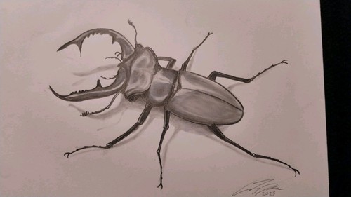 Rare original stag - stag, beetle