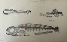Antique Print c1870s Fish | Bandfish Butterflyfish Wolf Blenny Engraving