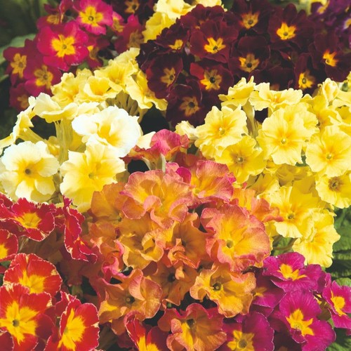 Polyanthus giant thrill mix - polyanthus,