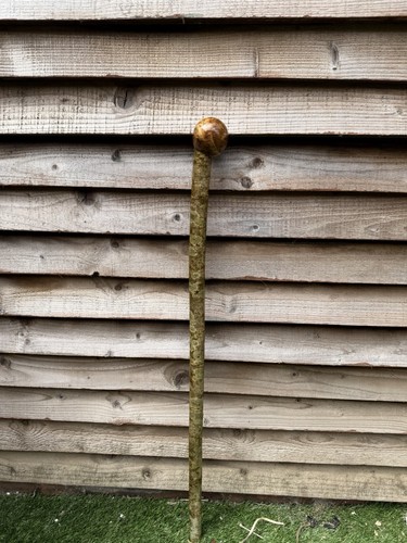 Hazel walking stick shillelagh - stick,