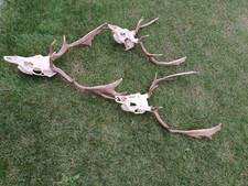 3 X  Fallow Deer Antlers