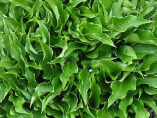 Hosta harry van trier - trier,