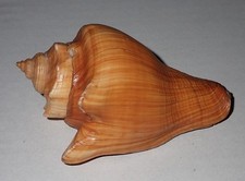 104 mm BODY FREAK AND HEAVY Pugilina Cochlidium Seashell #AJ1 From Java Island