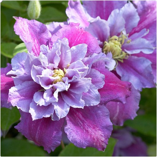 Clematis hybrid piilu - hybrid, 'piilu'