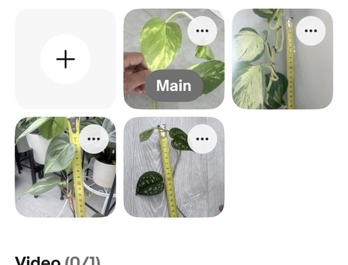 Types mixed indoors pothos - mixed,