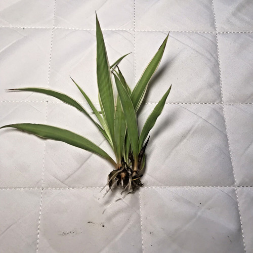 Spider plant rooted - spider, starter