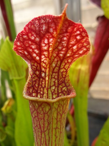 Sarracenia fanny adams - sarracenia, “fanny