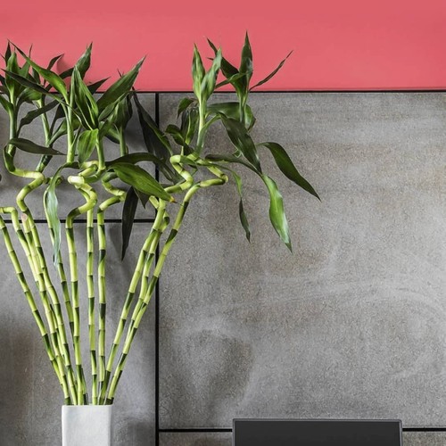 Lucky bamboo 40cm spiral - 3,