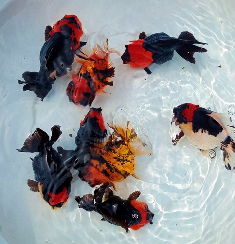Live fancy goldfish premium - fancy,