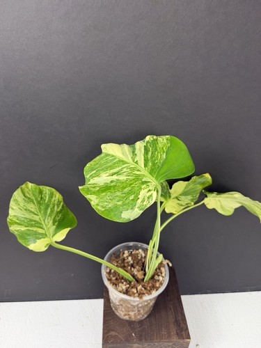Monstera ocean mint variegated - monstera,