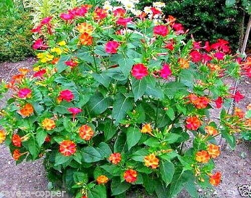 Mirabilis jalapa marbles mix - jalapa,