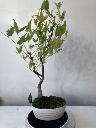 Wisteria bonsai oval - wisteria,
