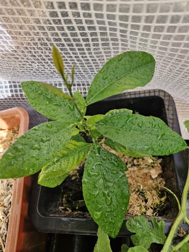 20cm tall lemon tree plant - lemon,
