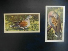  Brooke Bond "British Birds" 1954 original tea-card No.19 & 1973 'Turtle dove' .