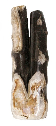 Bamboo fossil petrified wood - fossil,