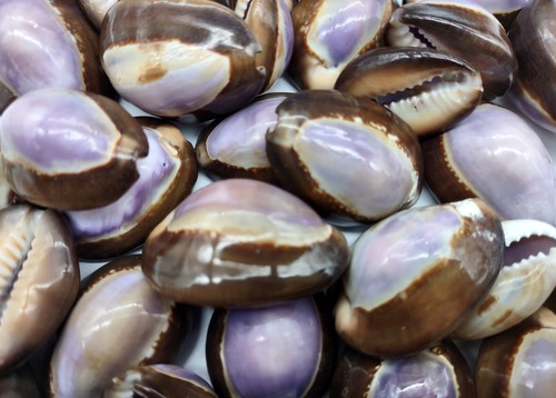 Purple top serpent - top, head