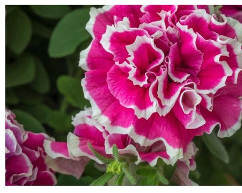 Double flowered anna - ,