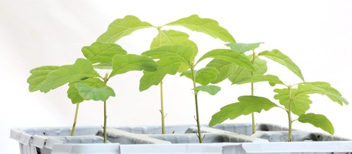 Oak tree saplings 20cm - saplings, 10-