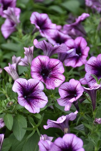 Trailing hanging basket - trailing,