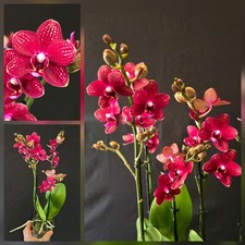 Phalaenopsis Reyoung Miley. 3
