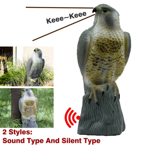 Large falcon bird - large,