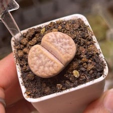 Exact Plant，1pc Lithops