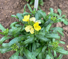 Wallflower Sugar Rush Primrose