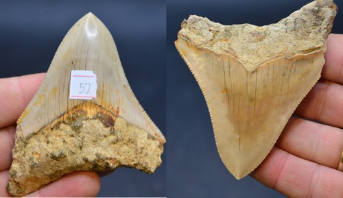 Sale best value megalodon - value,