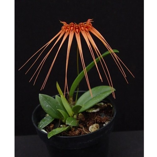 Bulbophyllum tingabarinum