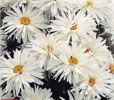 6  Chrysanthemum Crazy Daisy