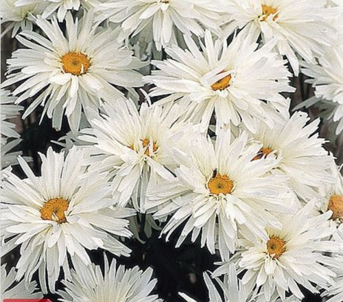 Chrysanthemum crazy daisy - 6,