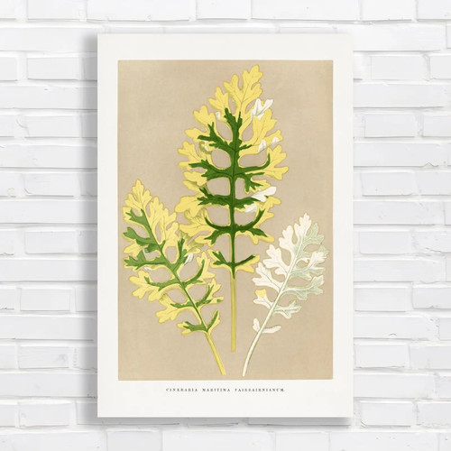 Vintage botanical cineraria - vintage,